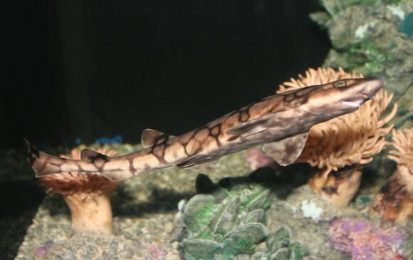 This Shark Actually Glows Green - NewsBreak