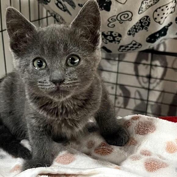 🐱 Playful Kittens & Loving Cats Ready for Adoption in Long Beach ...