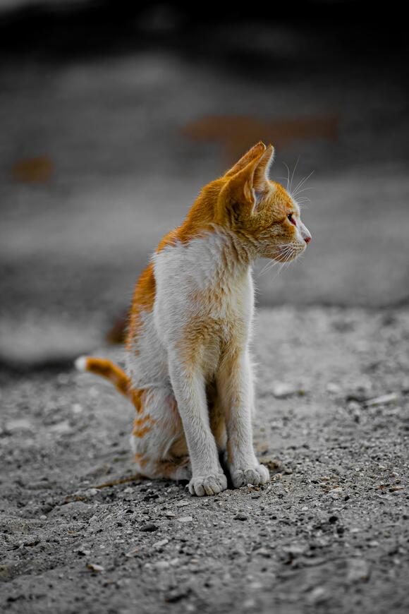 Why Does My Cat Fircely Groom Himself: Shocking Reasons Explained