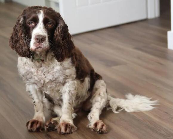 Most Loyal Dog Breeds, Ranked by Devotion: 20 Dogs That Never Leave ...