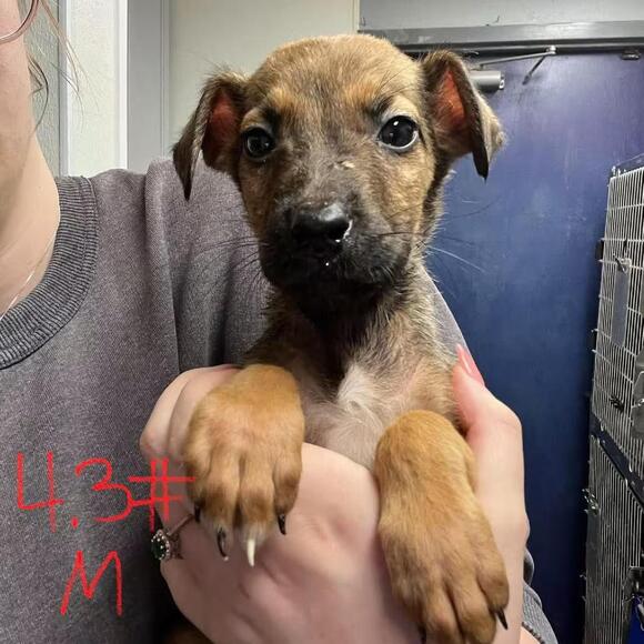 🐶 Playful Bean Pups & More Dogs Ready for Adoption in Edwardsville ...