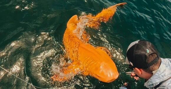 everything-we-know-about-the-neon-orange-shark-discovered-in-costa-rica