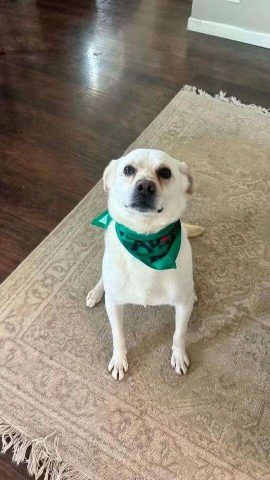 🐶 Playful, Loyal & Loving Dogs Ready for Adoption in Aurora - NewsBreak