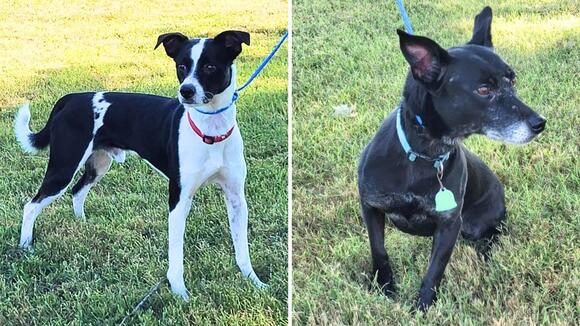 Bonded Pair Dogs Adoption: Transform Your Home with Love