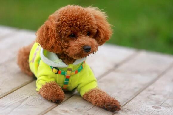14 Popular Small Dog Breeds Vets Secretly Wish You’d Stop Choosing ...