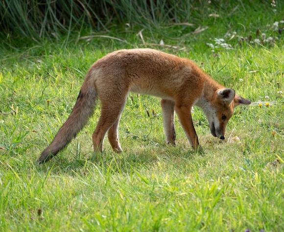 12 Fox Adaptations That Help Them Survive Anywhere - NewsBreak