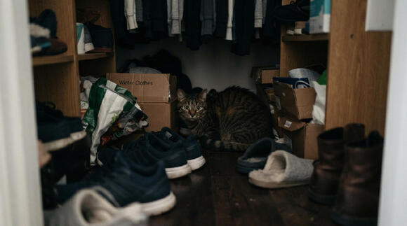 12 “Funny” Cat Behaviors in Viral Videos That Experts Say Are Signs of ...
