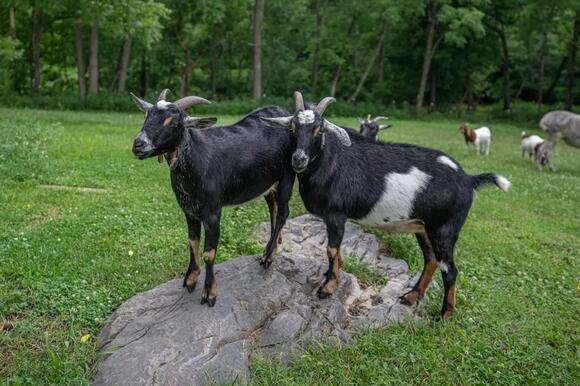 10 Largest Goat Breeds in The World - NewsBreak