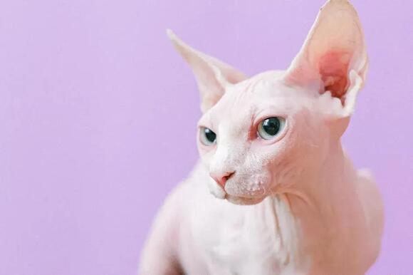 8 Cat Breeds That Are Prone to Destructive Boredom - NewsBreak