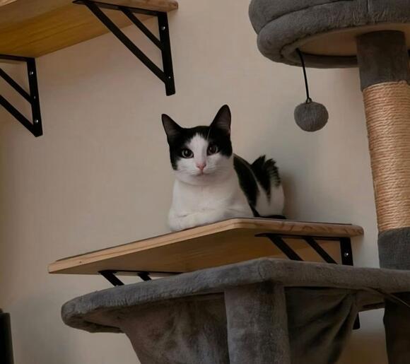 🐱 Sweet Richmond Cats Ready for Adoption Into Loving Homes - NewsBreak