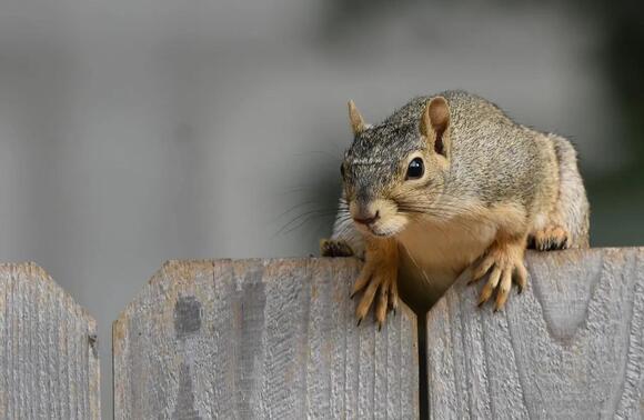 16 Marks Along a Fence Line That Show Which Animals Use It - NewsBreak
