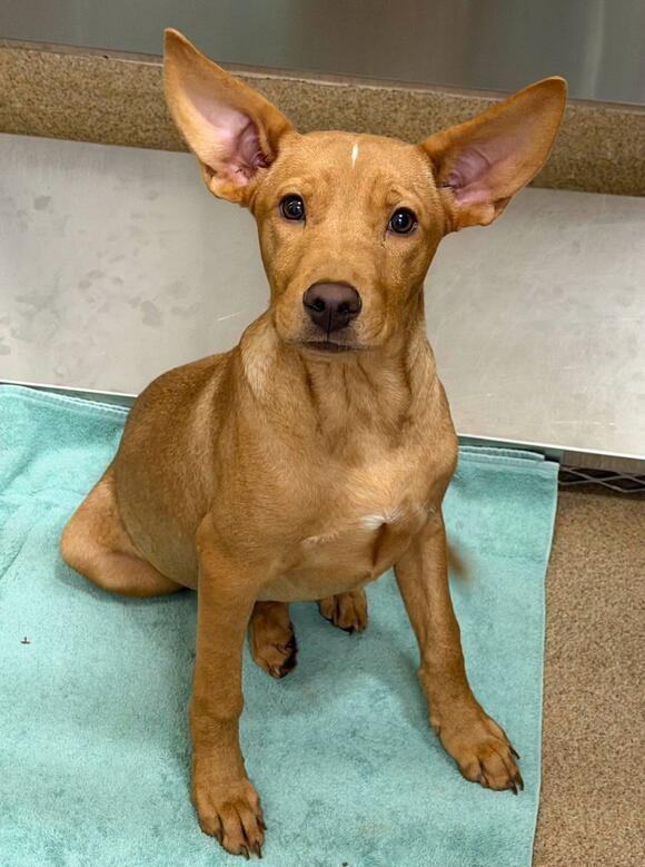 Young pit mix available for $25 adoption fee - NewsBreak