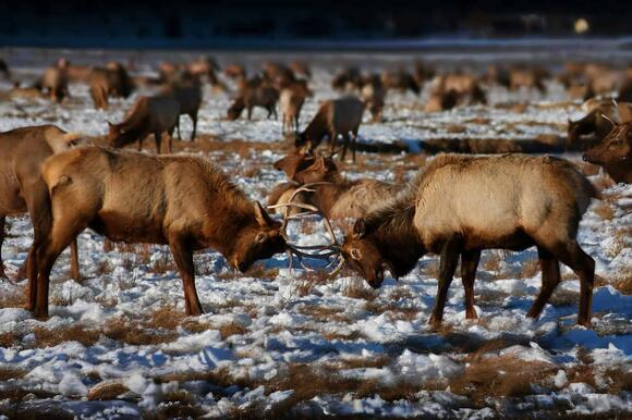 Moose Mating Rituals: How Males Compete for Female Attention - NewsBreak