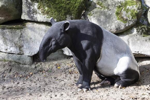 Why Tapirs Swim to Escape Predators - NewsBreak