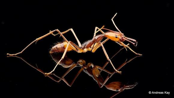 This Insect Has the Quickest Strike in Nature - NewsBreak