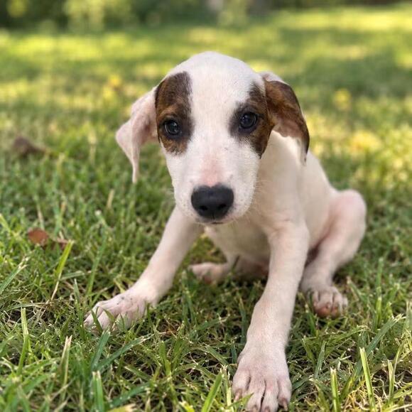 🐶 Playful Young Pups Waiting for Adoption in Chapin, SC - NewsBreak