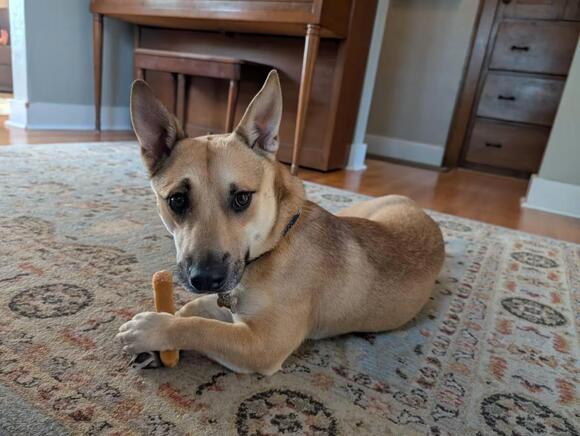 🐶 Playful, Gentle & Loyal Dogs Ready for Adoption in South Bend - NewsBreak