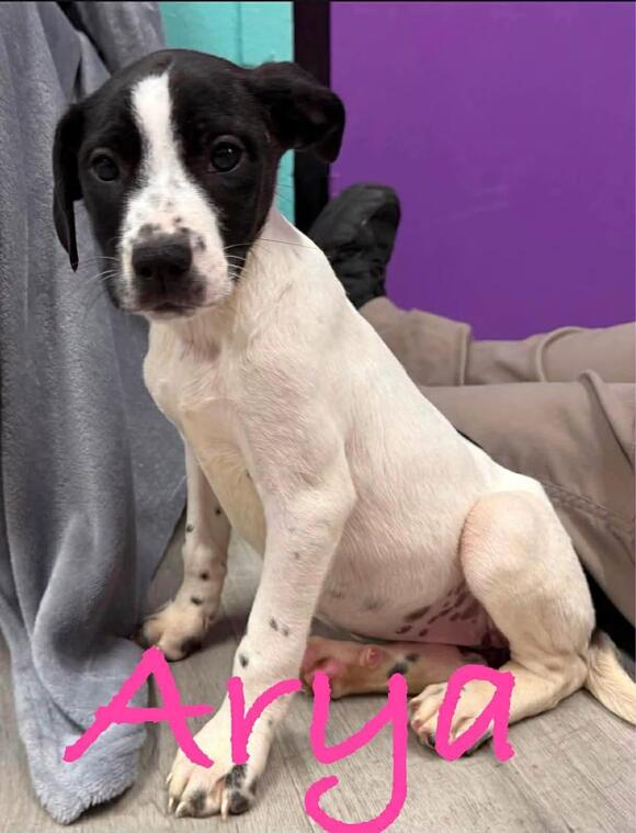 🐶 Playful Lab Mix Puppies Needing Homes in Enfield, CT - NewsBreak