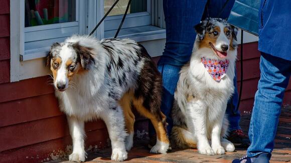 10 Dog Breeds Most Likely to Be Surrendered Due to Behavior Issues ...