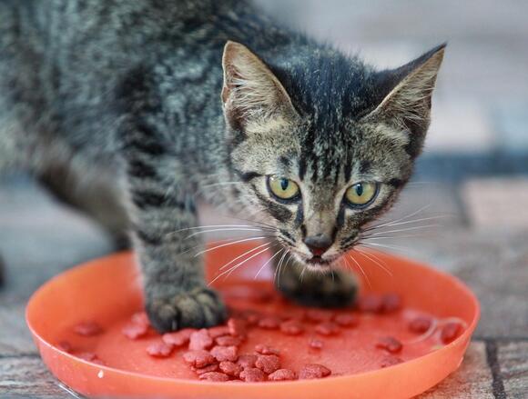 Is Your Cat a ‘Foodie’? Understanding Their Picky Eating Habits - NewsBreak