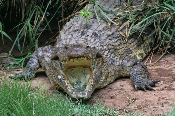 world-s-deadliest-crocodile-gustave-has-killed-over-300-people-for-fun
