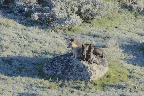 Yellowstone wolves struggle to produce pups, again, but don’t blame ...