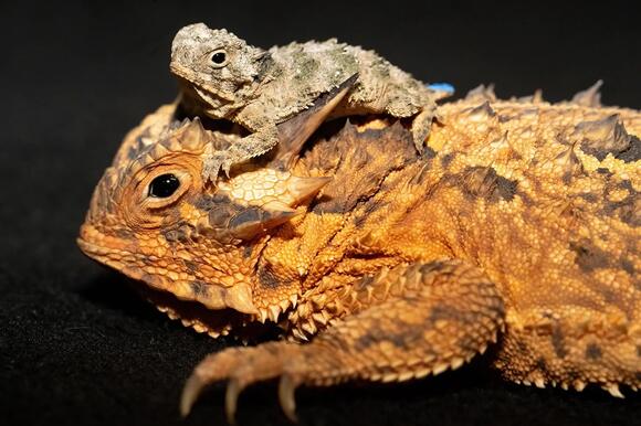 Miami zoo celebrates first-ever hatching of threatened horned lizards