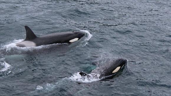 AI Breakthrough Enables Real-Time Orca Location Detection to Shield ...