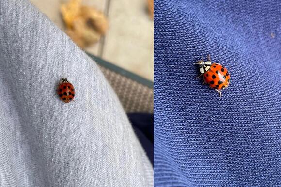 PHOTOS: 'Imposter' Insects Swarm in the Hudson Valley - NewsBreak
