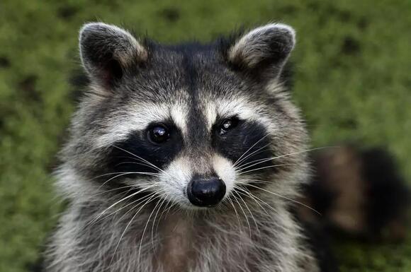 Rabies Scare Hits Voorhees: A Positive Case Confirmed In Raccoon ...