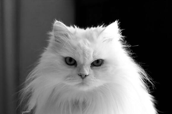 10 Cat Breeds That Attach Emotionally Without Being Clingy - NewsBreak