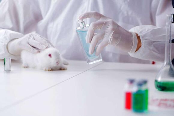 13 Organizations Fighting to End Animal Testing - NewsBreak