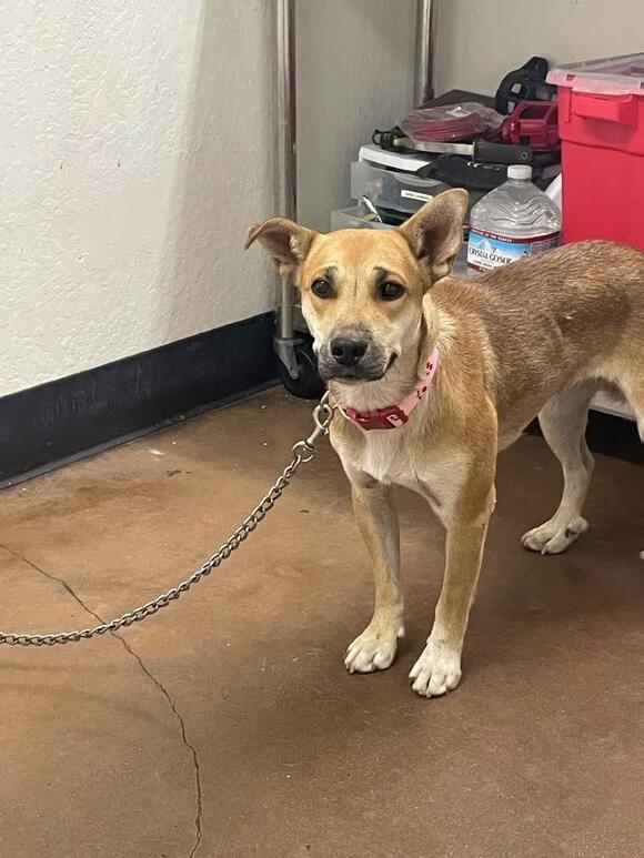🐶 Playful Pups & Gentle Seniors Looking for Homes in Chico - NewsBreak