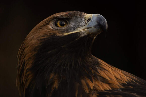 14 Raptors With Unbelievable Hunting Abilities - NewsBreak