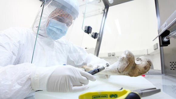 'Lifelong monogamy' and 'half orphans': DNA analysis reveals clues ...