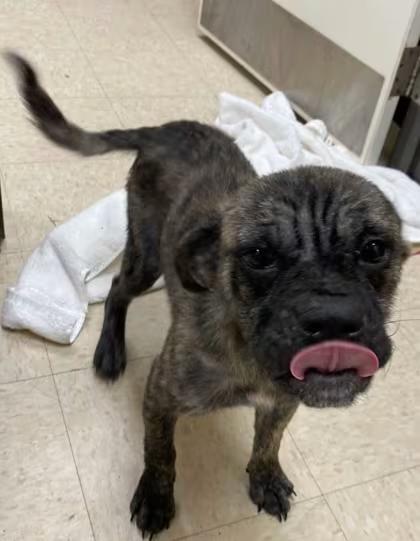 🐶 Playful Pug & Lab Puppies Ready for Adoption in Burlington, WA ...