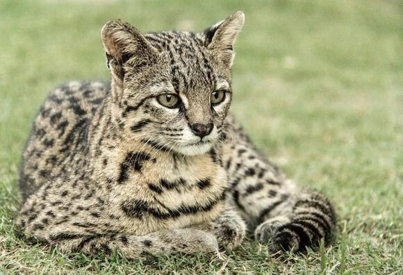 10-unique-traits-that-make-the-ocelot-one-of-the-most-beautiful-wild