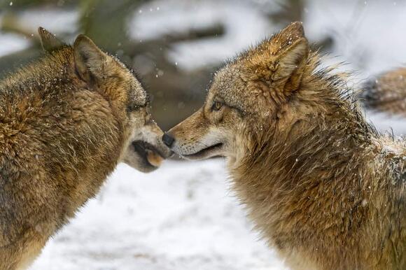 How Rewilded Wolves Are Changing Forest Health - NewsBreak
