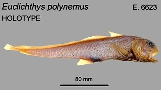 14 Types of Cod Fish Ranked by Size - NewsBreak