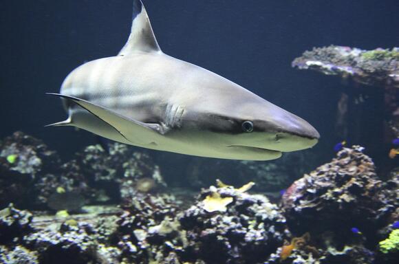 The Unlikely Kindness Hidden in Predator Behavior. - NewsBreak