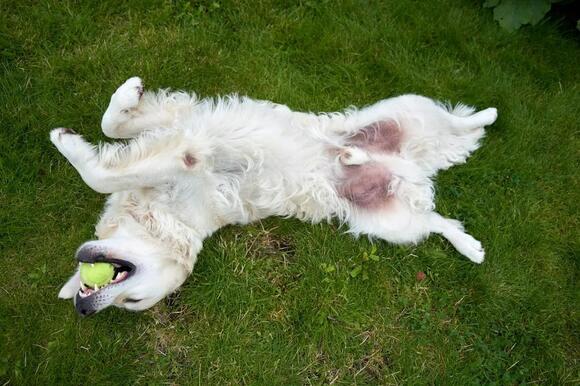 The Bloat Warning Signs Every Large-Dog Owner Should Know - NewsBreak