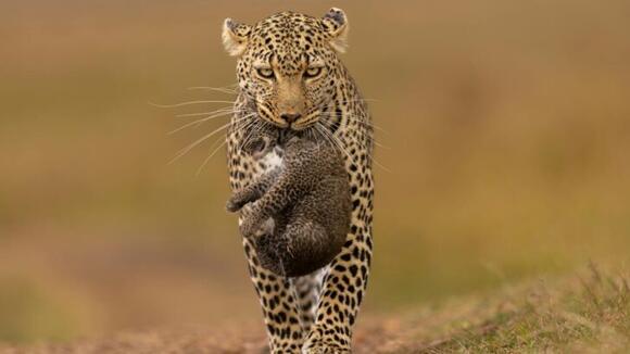 21 Reasons You Should Never Underestimate a Wild Predator - NewsBreak