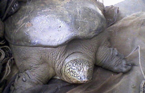 Yangtze Giant Softshell Turtle A Species with Fewer Than Five Left ...
