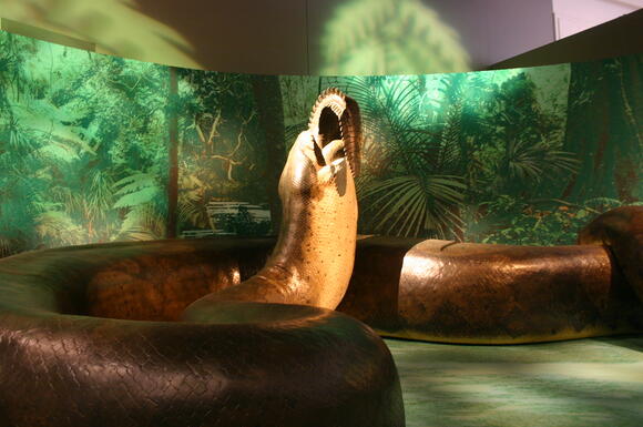 titanoboa-how-a-13-meter-snake-ruled-prehistoric-colombia-newsbreak