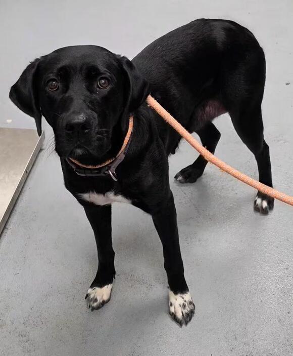 🐶 Playful, Loyal Shelter Dogs Ready for Adoption in Midwest City ...