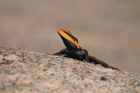 What Do You Call a Group of Lizards? The Answer Describes Their ...