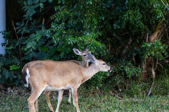 How Animals Influence Plant Growth in Their Ecosystems - NewsBreak