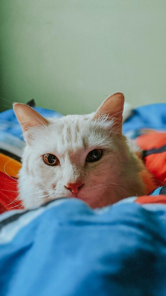 10 Ways To Help A New Cat Adjust Emotionally Newsbreak 