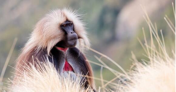 9 Most Beautiful Monkeys and Where You Can Catch a Glimpse of Them ...