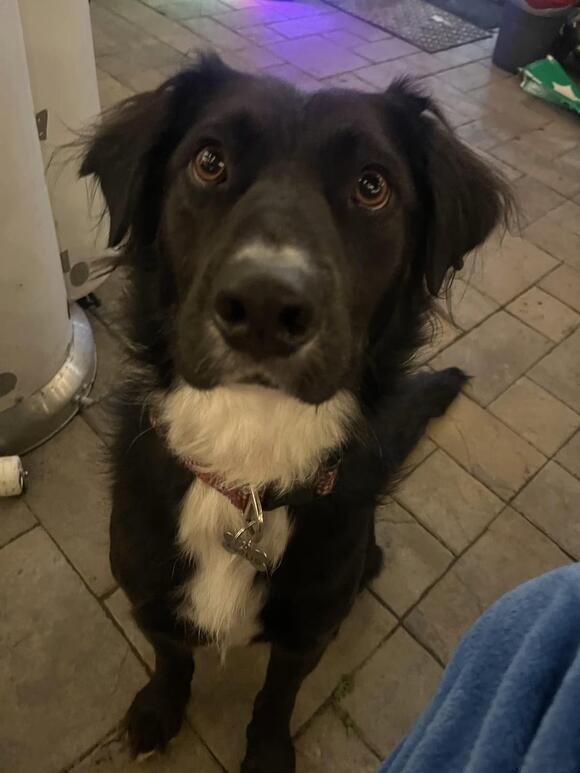 🐶 Friendly Fremont Dogs Ready Now for Loving Adoption - NewsBreak